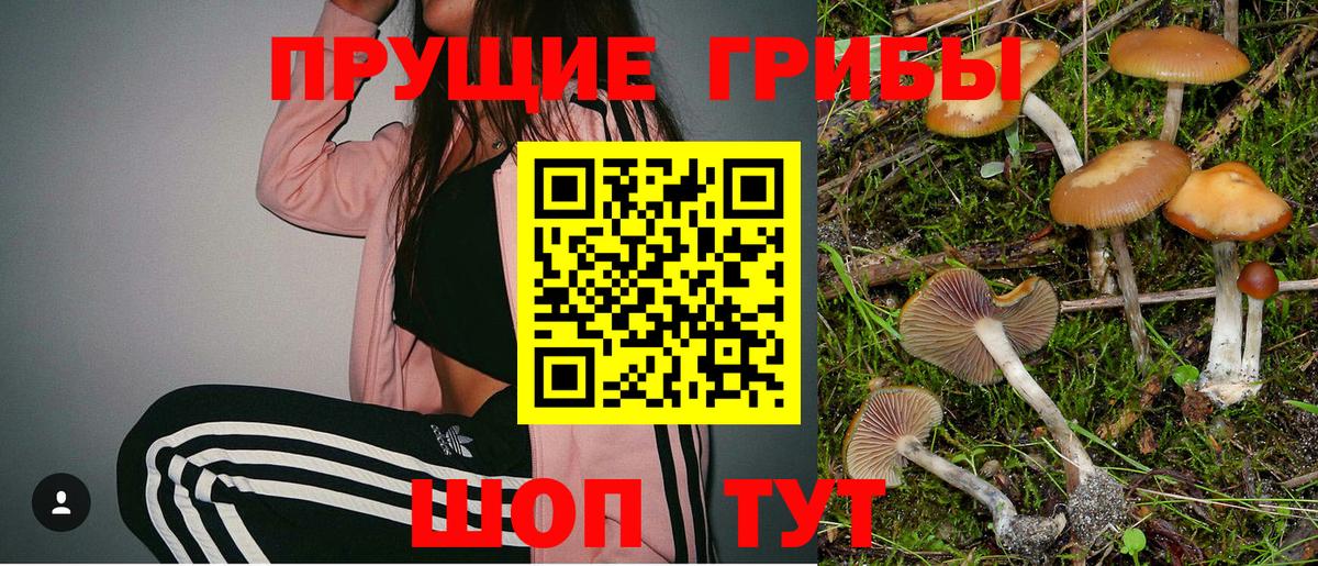 Псилоцибиновые грибы Psilocybe Острогожск